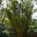 Bambusz a bambusztutaj állomáson