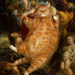 11 Rubens-Bacchus-cat-w