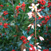 Abeliophyllum distichum-Koreai hóvessző