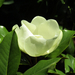 Magnolia grandiflóra (3)
