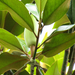 Magnolia grandiflóra (1)