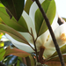 Magnolia grandiflóra (2)