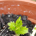 Bodzalevelű macskagyökér- Valeriana sambucifolia