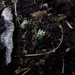 Lisztes kankalin- Primula farinosa