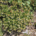 Teucrium montanum - hegyi gamandor