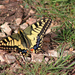 Papilio machaon - fecskefarkú lepke