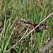 Zerynthia polyxena -farkasalmalepke