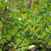 Salix glabra - kopasz fűz (magashegyi)