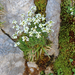 Pritzelago alpina subsp alpina - havasi sziklaizsázsa