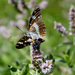 Limenitis camilla - kis lonclepke