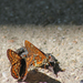 Euphydryas maturna - díszes tarkalepke