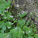 Saxifraga rotundifolia - kereklevelű kőtörőfű
