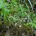 Circaea lutetiana - erdei varázslófű