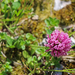 Trifolium pratense - réti here