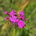 Dianthus barbatus - szakállas szegfű