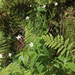 Ranunculus platanifolius - platánlevelű boglárka