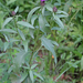 Centaurea phrygia - kárpáti imola