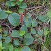 Salix reticulata - recéslevelű fűz
