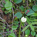 Parnassia palustris - fehérmájvirág