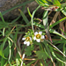 Saxifraga carpatica - kárpáti kőtörőfű