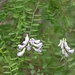 Vicia sylvatica - ligeti bükköny