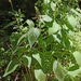 Stachys sylvatica - erdei tisztesfű