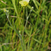 Ranunculus illyricus - selymes boglárka