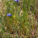 Centaurea cyanus - kék búzavirág