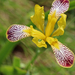 Iris variegata - tarka nőszirom