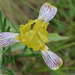 Iris variegata - tarka nőszirom, színhibás