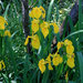 Iris pseudacorus - mocsári nőszirom