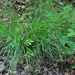 Carex remota - ritkás sás