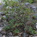 Viburnum lantana - ostorménfa