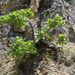 Quercus pubescens - molyhos tölgy