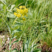 Euphorbia glareosa - magyar kutyatej