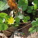 Ranunculus ficaria - salátaboglárka