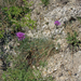Centaurea scabiosa subsp sadleriana - budai imola
