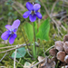 Viola ambigua - csuklyás ibolya