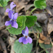 Viola odorata - illatos ibolya
