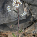Cardaminopsis petraea - sziklai kövifoszlár