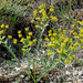 Euphorbia glareosa - magyar kutyatej