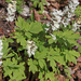 Corydalis cava subsp cava - odvas keltike