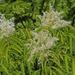 Fraxinus ornus - virágos kőris