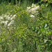 Filipendula vulgaris - koloncos legyezőfű