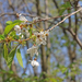 Prunus avium - vadcseresznye