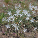Dianthus plumarius subsp lumnitzeri - Lumnitzer-szegfű