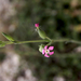 Silene conica subsp conica - homoki habszegfű