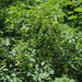 Staphylea pinnata - mogyorós hólyagfa termés