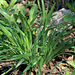 Sternbergia colchiciflora - apró vetővirág, tavaszi tőlevelek