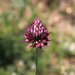 Allium sphaerocephalon - bunkós hagyma